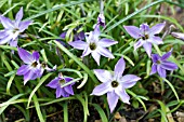 IPHEION UNIFLORUM FROYLE MILL