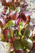 LACTUCA SATIVA COLOUR SHADES