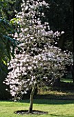 MAGNOLIA STELLATA ROSEA