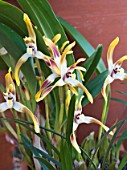 MAXILLARIA LUTEO-ALBA