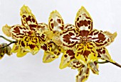 ODONTOCIDIUM HENSUELI ISLER