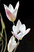 TULIPA LADY JANE