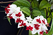 CLERODENDRUM THOMSONIAE