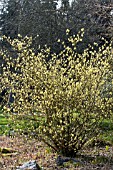 CORYLOPSIS SPICATA