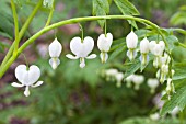 DICENTRA SPECTABILIS ALBA