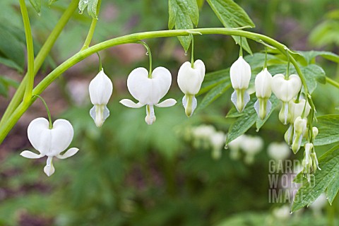 DICENTRA_SPECTABILIS_ALBA