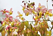 EPIMEDIUM CUPREUM
