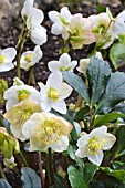 HELLEBORUS X HYBRIDUS WHITE LADY