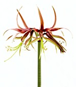 HIPPEASTRUM CHICO