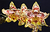 ODONTOCIDIUM HENSUELI ISLER