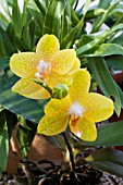 PHALAENOPSIS X HYBRID SK480391 SPOTTED YELLOW