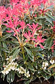 PIERIS FLAMING SILVER