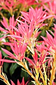 PIERIS FOREST FLAME