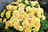 PRIMULA BALLERINA YELLOW