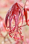 ACER PALMATUM RUBRUM