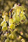 CORYLOPSIS SPICATA