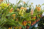 CYMBIDIUM & LACHENALIA