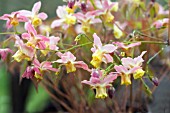 EPIMEDIUM CUPREUM