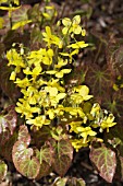 EPIMEDIUM PERRALCHICUM
