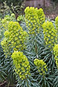 EUPHORBIA CHARACIAS WULFENII