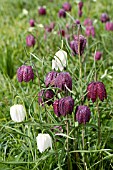 FRITILLARIA MELEAGRIS