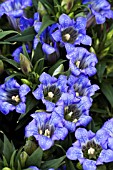 GENTIANA PNEUMONANTHE ENCIA PRINCESS