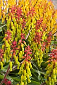 LACHENALIA ALOIDES NELSONII