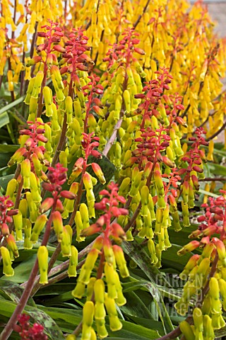 LACHENALIA_ALOIDES_NELSONII