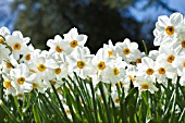 NARCISSUS TAZETTA GERANIUM