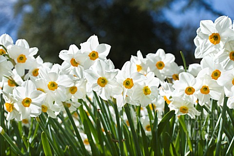 NARCISSUS_TAZETTA_GERANIUM