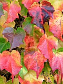 PARTHENOCISSUS TRICUSPIDATA (BOSTON IVY)
