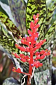 AECHMEA FULGENS DICOLOR