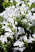 CAMPANULA ROYALE WHITE