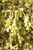 CORYLOPSIS SPICATA