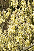 CORYLOPSIS SPICATA