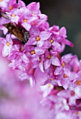 DAPHNE MEZEREUM RUBRA