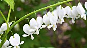 DICENTRA SPECTABILIS ALBA