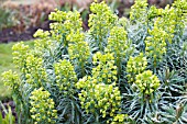 EUPHORBIA CHARACIAS WULFENII