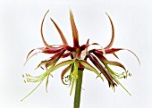 HIPPEASTRUM CHICO