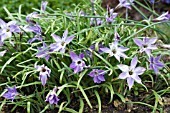 IPHEION UNIFLORUM FROYLE MILL