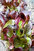 LACTUCA SATIVA COLOUR SHADES