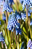 MUSCARI ARMENIACUM