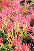 PIERIS FOREST FLAME