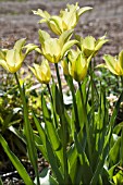 TULIPA YELLOW SPRING GREEN