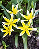 TULIPA TARDA