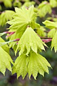 ACER JAPONICUM AUREUM