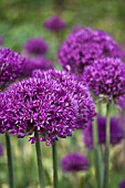 ALLIUM HOLLANDICUM PURPLE SENSATION