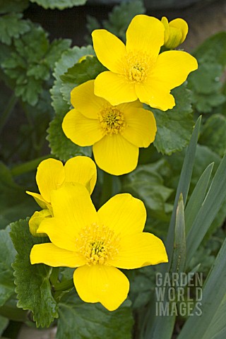 CALTHA_POLYPETALA