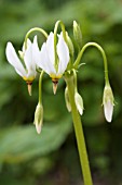 DODECATHEON MEDIA ALBUM