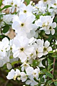 EXOCHORDA X MACRANTHA THE BRIDE